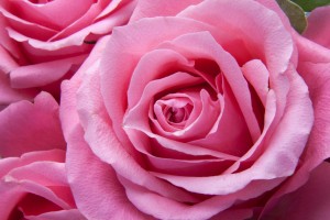 Pretty Pink Roses